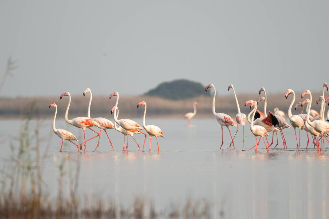 Akyatan’da Flamingo şöleni: Göç molası! - Resim: 8